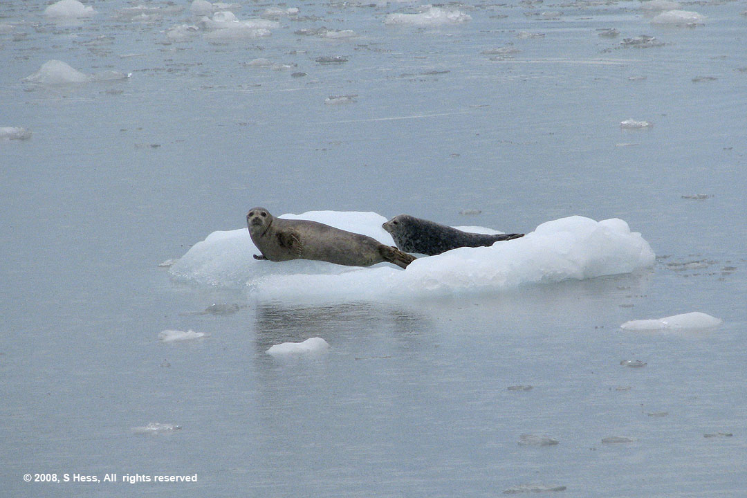 Seals on icebergs